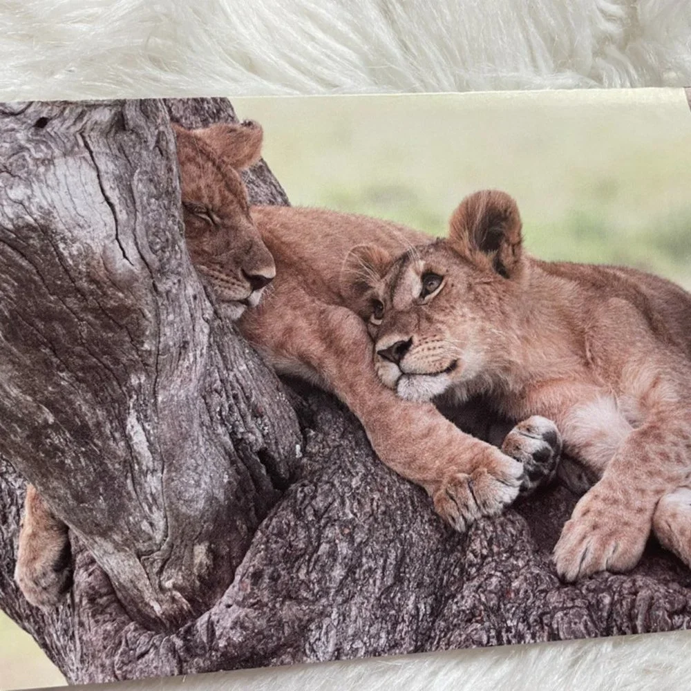 20 Assorted Cards Wild Animal blank inside